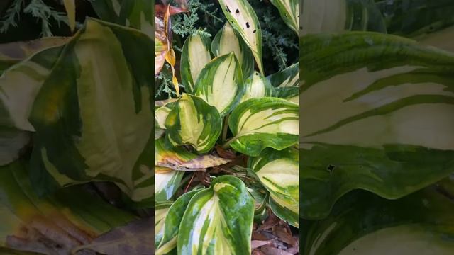 28 сентября 2022 г. #хосты#хоста#сад#садоводство#сады#любимаядача смотреть онлайн