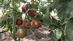 Томат Японский трюфель черный (Королевский сад Ильи Королева)