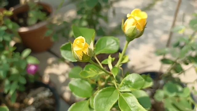 พาชมกุหลาบสีเหลือง Queen Sirikit Beatrice Gold Mustard in my mini-rose Garden смотреть онлайн
