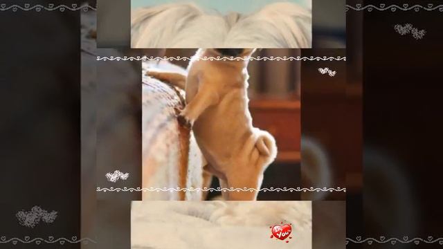 Надо беречь животных смотреть онлайн