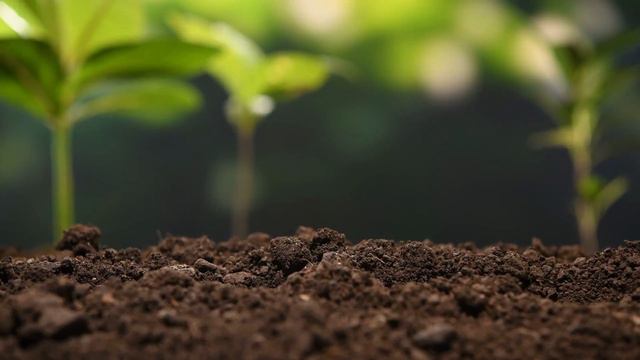 День кохання! 24 березня - яке свято, прикмети, традиції, іменини. Зозулин день смотреть онлайн