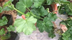 ФОРМИРУЕМ ПЛЮЩЕЛИСТНУЮ ПЕЛАРГОНИЮ. ОТ А ДО Я.