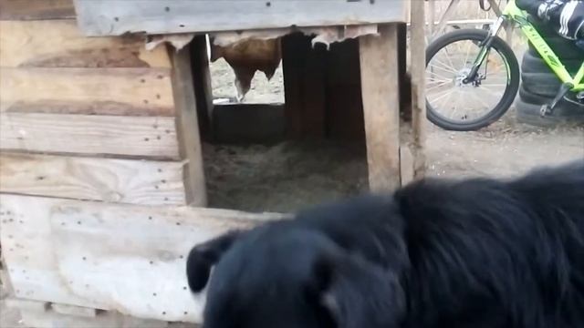 будка для двух собак смотреть онлайн