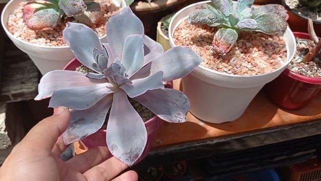 SUCCULENT CHIT CHAT TOUR❤️❤️| KENINGAU смотреть онлайн