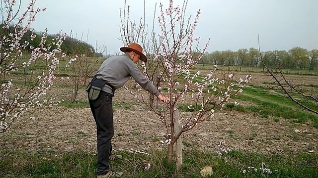 Формировка персика веретеном. Весна. смотреть онлайн