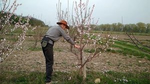 Формировка персика веретеном. Весна.