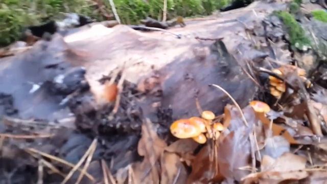 ✿ГРИБЫ В ЛЮБОЕ ВРЕМЯ ГОДА✿ смотреть онлайн