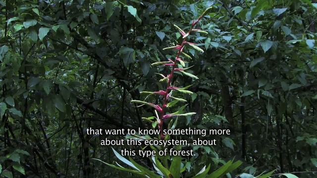 Conservation At Inkaterra Machu Picchu смотреть онлайн