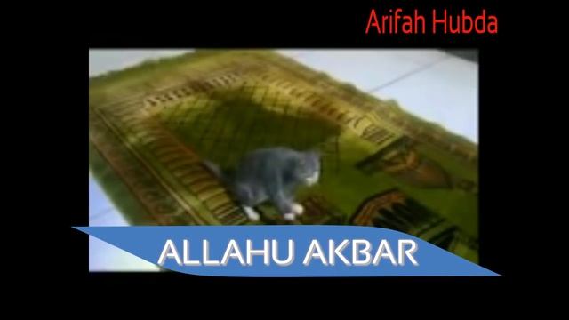 WAW TERNYATA, Kucing bisa di ajarkan SHOLAT & ZIKIR смотреть онлайн