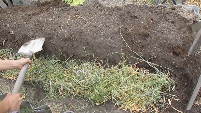 Посадка огурцов после сбора урожая чеснока / 6 июля смотреть онлайн