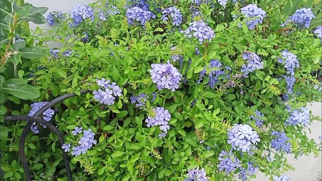 Gardening : Plumbago auriculata and roses смотреть онлайн