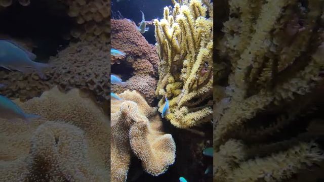 Океанариум в Берлине. смотреть онлайн