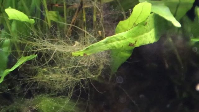 20 GALLON FRESHWATER COMMUNITY AQUARIUM (MY AQUARIUM SPOTLIGHT EPISODE 4) (2019) смотреть онлайн