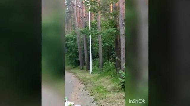 Посмотрите! Какой. красивый вечерний закат. в вечернем лесу!!! Природа готовится ко сну! смотреть онлайн