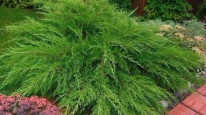 Можжевельники . Виды и сорта .