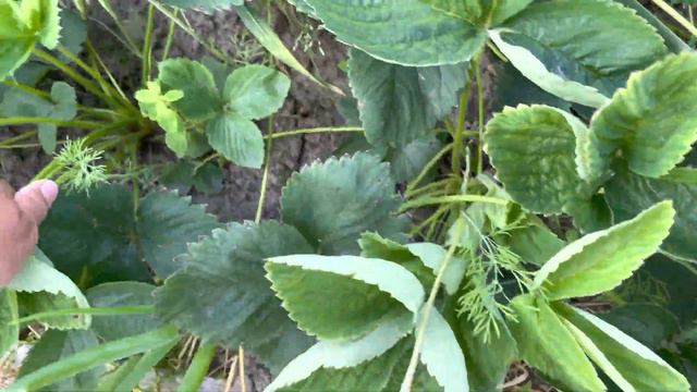 Кусты клубники не дают урожая , удаляем и не жалеем . Июнь 23 год . смотреть онлайн