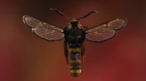 Как не стать добычей. Школа выживания в мире насекомых. (360p)