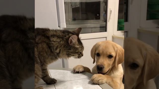 Лабрадор 4 месяца. Безопасные игры ???❤️ смотреть онлайн