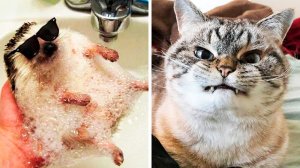 Животные, которые не сомневаются в своей крутости