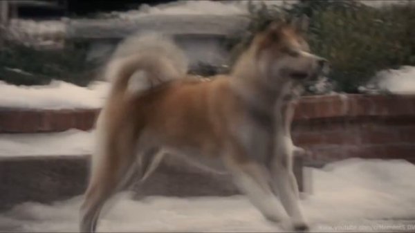 Хатико на пианино.Goodbye - Hachiko.