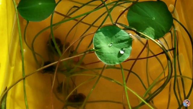 How to grow lotus plant from seeds/full information/Part-3/kamal ko ghr me ugaye смотреть онлайн
