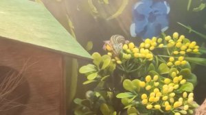 Как обустроить террариум для прытких ящериц?