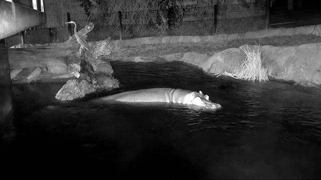 У бегемота плохое зрение, но при его массе это не его проблема смотреть онлайн