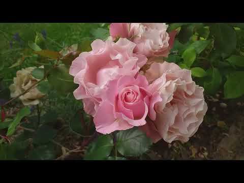 роза ДАФНА обзор смотреть онлайн