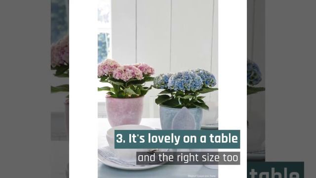 Hydrangea Everlasting® Revolution смотреть онлайн