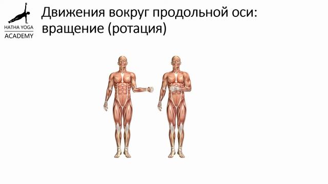 Анатомия Термины движения смотреть онлайн