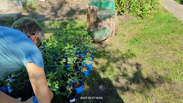 Саженцы жимолости ждут своих хозяев. смотреть онлайн