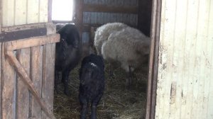 Окот овцы от А до Я #окот #ягнение #ягнёнок #эдильбаевская #овцеводство #признаки #овцематка #ярочк