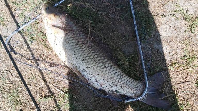 20 09 2020 Мой Bigfish на карповом платнике