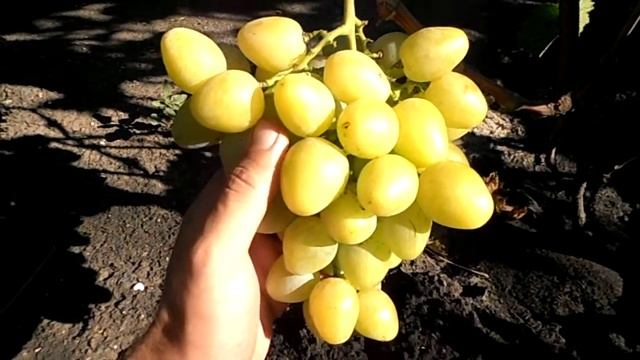 Виноград Сенатор (Бурдака А.В.) смотреть онлайн