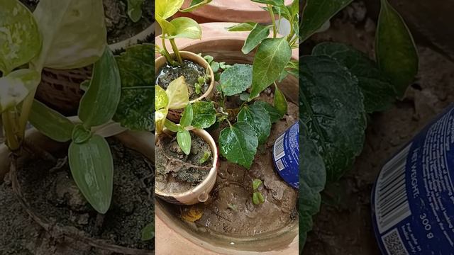 dragon food ki seed humesha chotay se pot m hi grow karte h jaruri tips смотреть онлайн