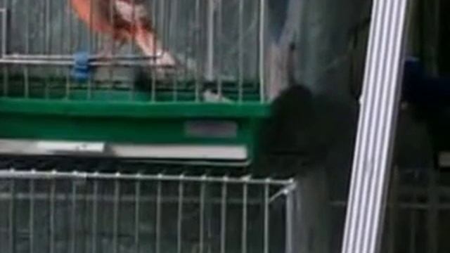 Купить канарейку в Москве, продам Канарейки в Москве видео. смотреть онлайн