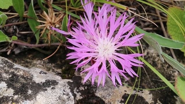 Василёк Сумский Centaurea sumensis Kalen смотреть онлайн