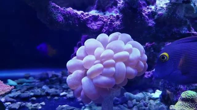 Game of little sea fish смотреть онлайн