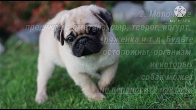 Чем правильно кормить МОПСИКА!?? смотреть онлайн
