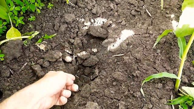 подсолнечник сорт ,,куба,, прёт как ракета смотреть онлайн