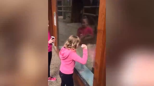 TRY NOT TO LAUGH CHALLENGE #1- Baby Shark Doo Doo смотреть онлайн