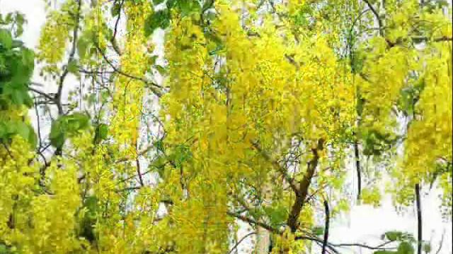 In the eyes of a flower, the world is flower |National flowers of Asian nations| смотреть онлайн