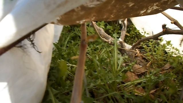 Капельный полив бутылками -сезон 2017 года