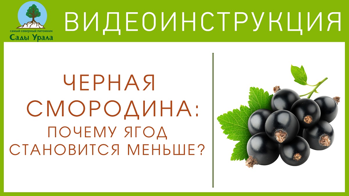 Почему ягоды смородины стали мелкими? Правильная обрезка смородины смотреть онлайн