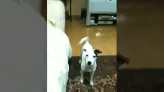 Bongo in Korea смотреть онлайн