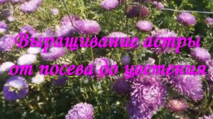 Выращивание астры от посева до цветения