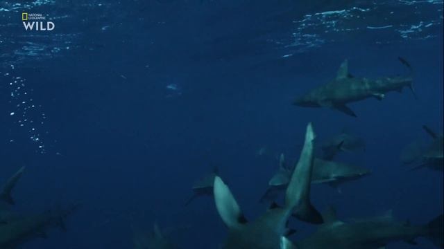 Как галапагосские акулы (Carcharhinus galapagensis) используют привычки рыбаков в своих целях ? смотреть онлайн