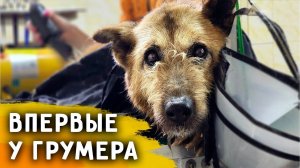 Мая ВПЕРВЫЕ у Грумера. Рей теперь живет дома. Томасу отказали в операции.Нукер внаглую залез в салон