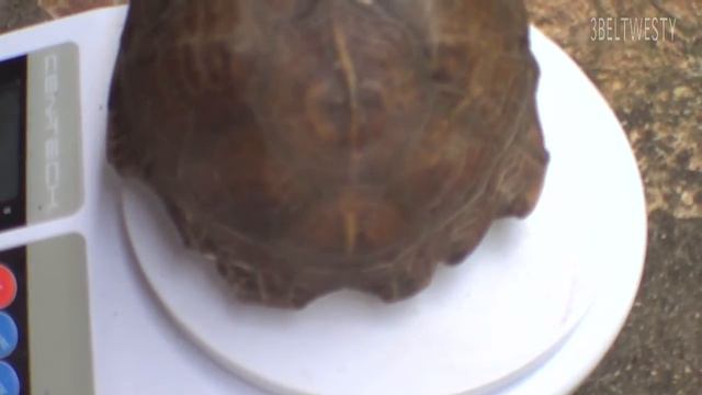 Gulf Coast Box Turtle GCBT009 May 11 2015 FIRST ENTRY plus FLIR C2 смотреть онлайн