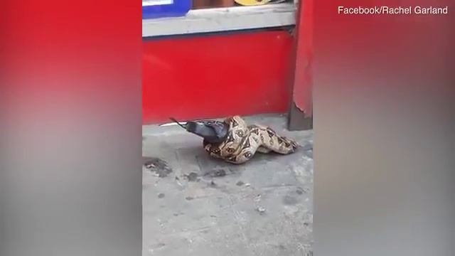 Змея съела смотреть онлайн